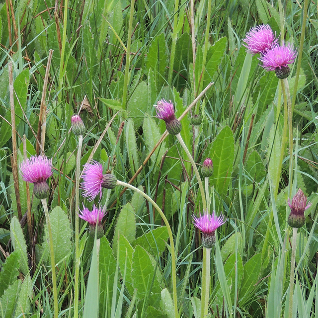 meadow thistle