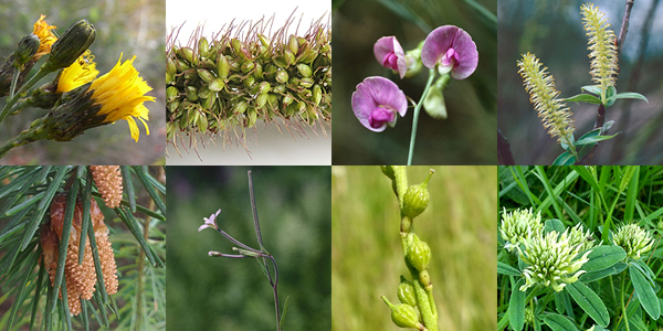 Various plant images